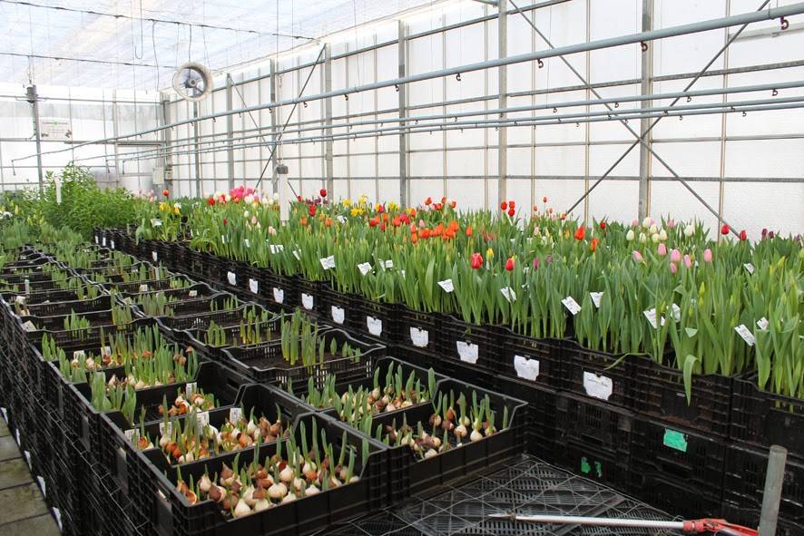 Как вырастить тюльпаны к 8 марта в домашних условиях? ответ есть!