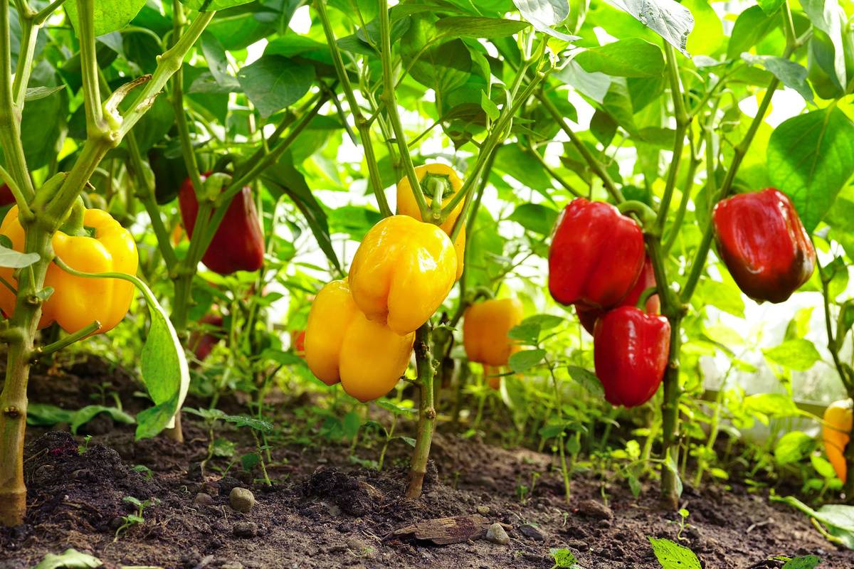 Секреты выращивания сладкого перца в теплице: как ухаживать, чтобы вырастить хороший урожай