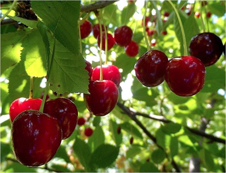 Описание сорта вишни ашинская и характеристики плодоношения, посадка и уход