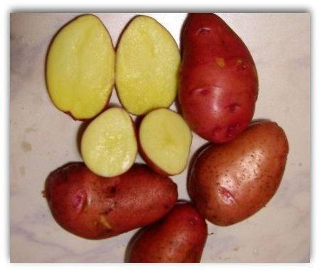 Картофель журавинка: описание сорта, фото