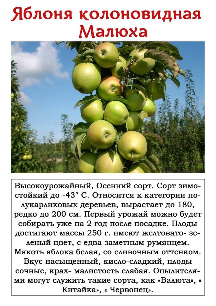Колоновидная яблоня: посадка и уход, обрезка, описание сортов для подмосковья, фото