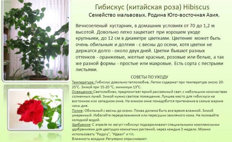 Китайская роза: фото, описание, уход в домашних условиях
