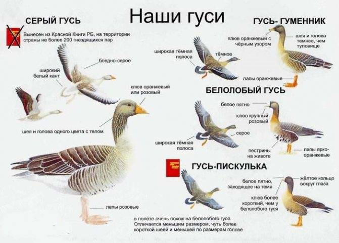 Основные характеристики диких гусей