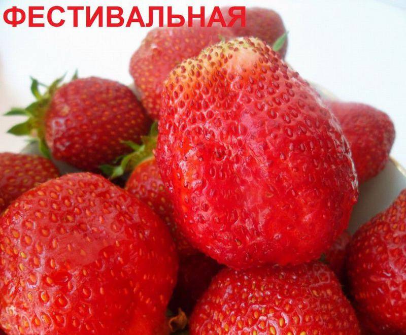 Клубника фестивальная – старый, но по-прежнему популярный сорт