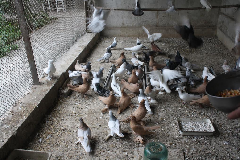 Что едят голуби и как правильно их кормить