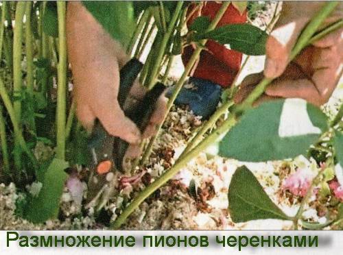 Древовидный пион: размножение черенками, семенами, делением куста, отводками, фото, видео
