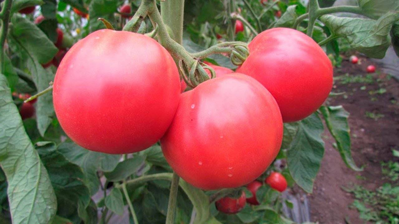 Томат «розовое чудо»: характеристика и описание сорта