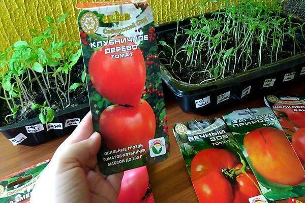 Томат вечный зов: характеристика и описание сорта, фото, отзывы, урожайность