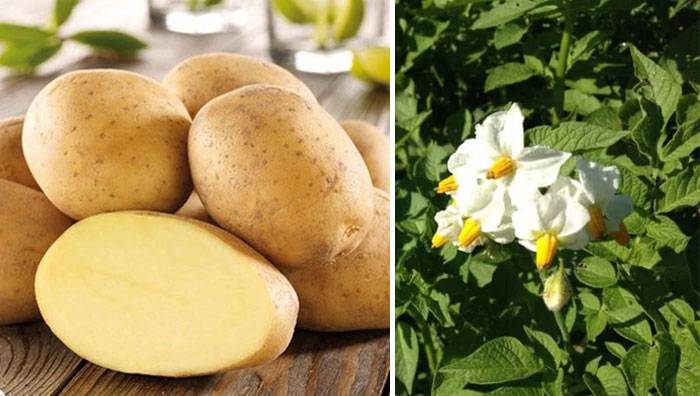Картофель импала: описание сорта, фото, характеристика, отзывы