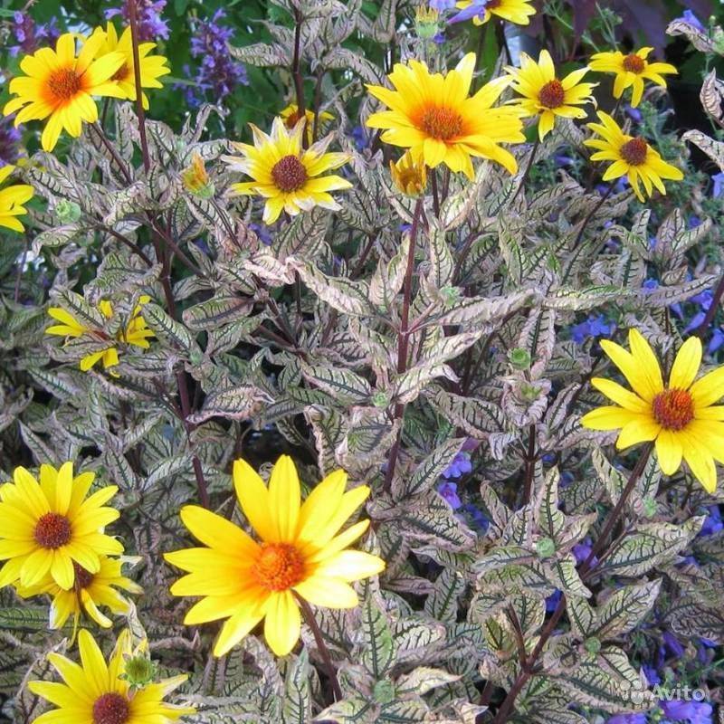 Цветок гелиопсис многолетний фото и описание сорта