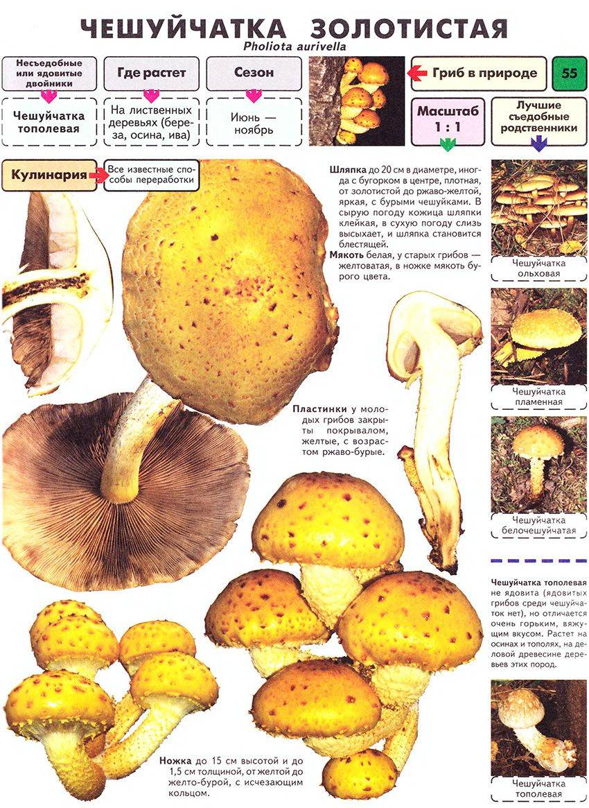 Чешуйчатка: съедобные грибы, разнообразие видов