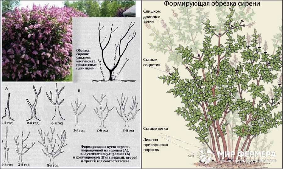 Обрезка жасмина весной для начинающих в картинках пошагово