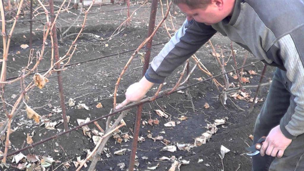 Как укрывать виноград на зиму осенью