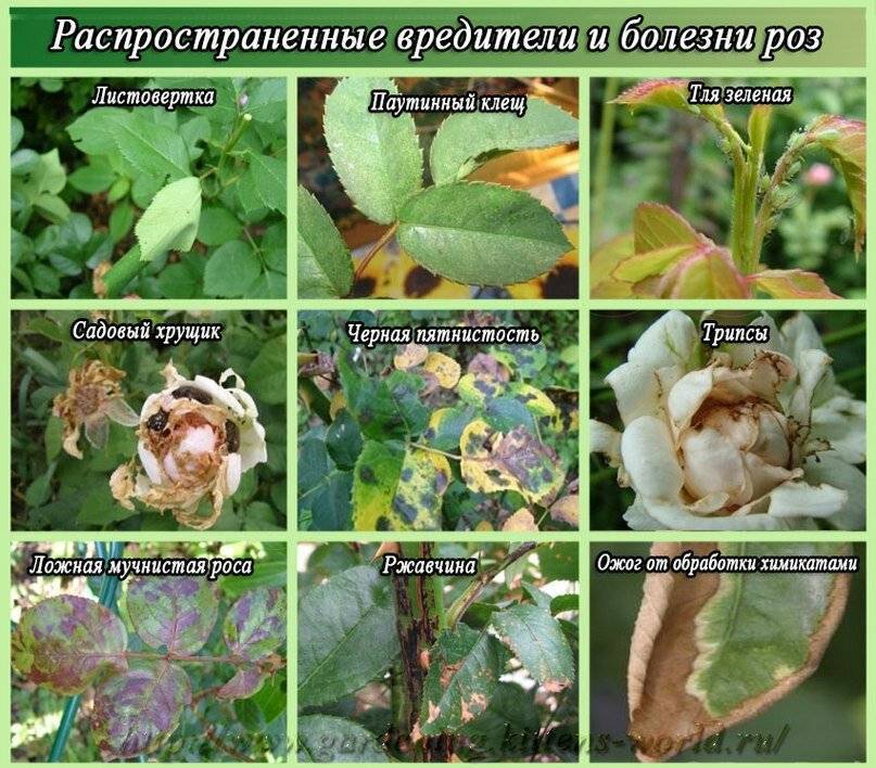 Розы болезни и лечение листьев с фото
