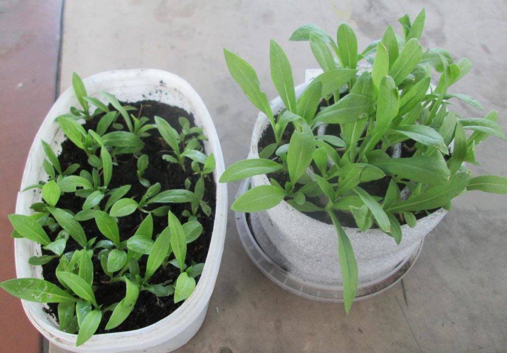Флокс друммонда: выращивание из семян когда сажать на рассаду