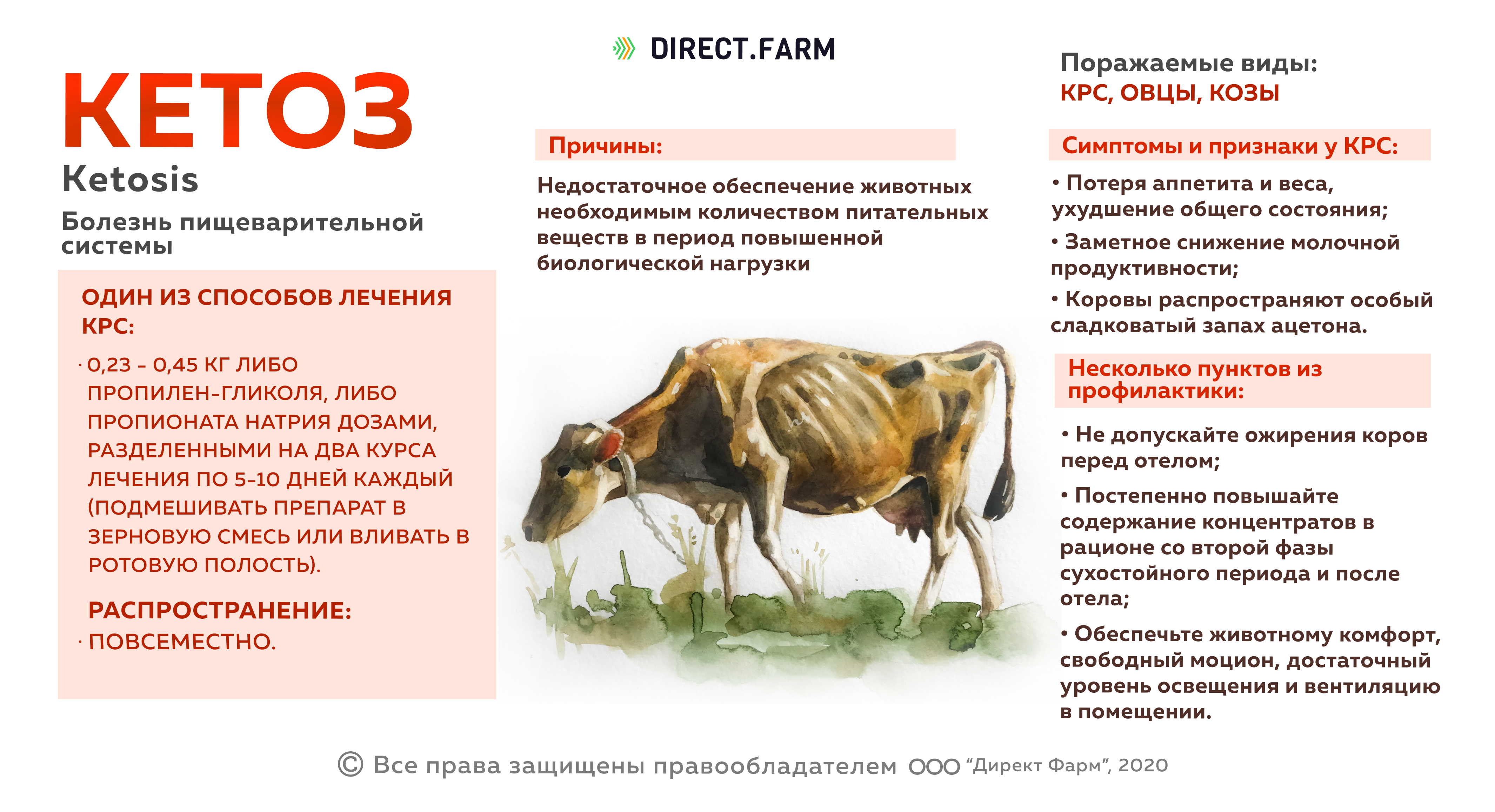 У коровы нет жвачки что делать. Препараты от кетоза у коров. Профилактика кетоза у коров.