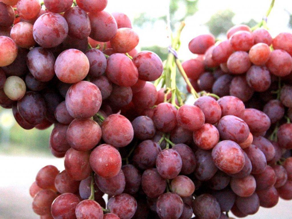 Описание винограда сорта галахад, правила посадки и ухода