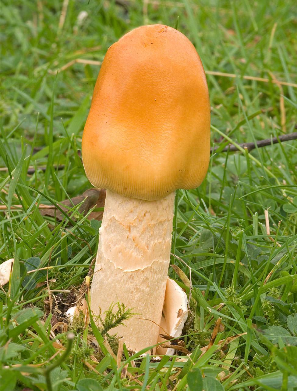 Поплавок шафранный гриб