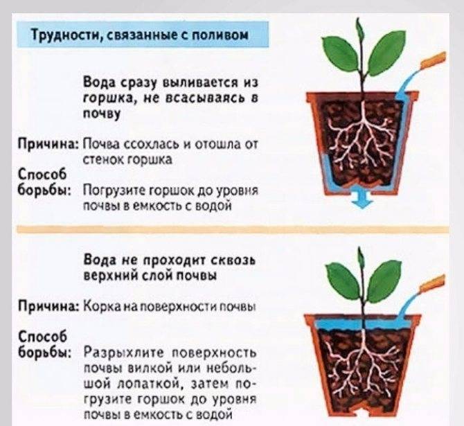 График полива цветов образец