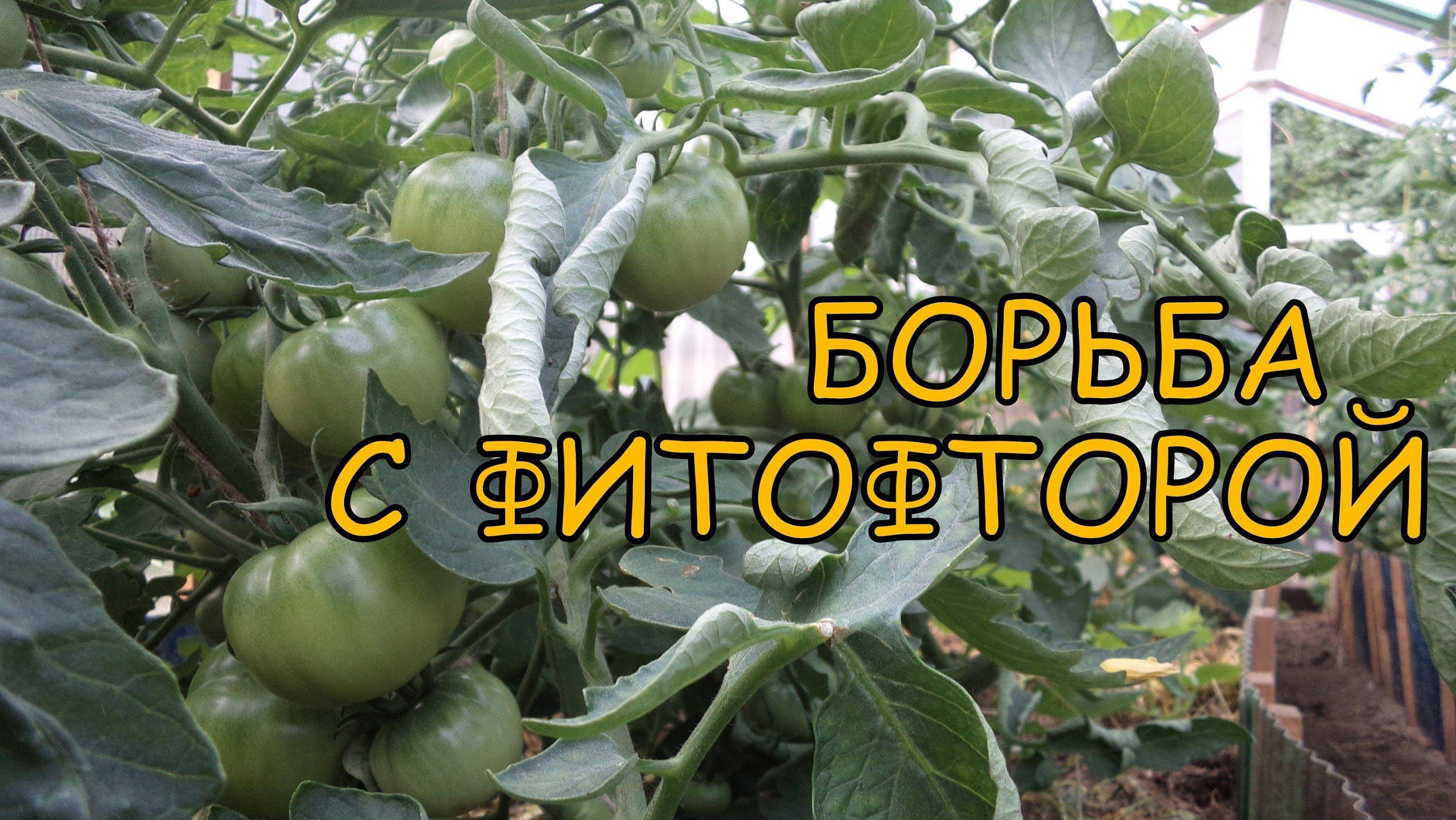 Чем обработать помидоры в теплице от фитофторы: защита и профилактика