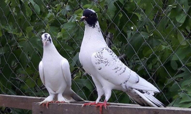 Особенности породы и продажа иранских бойных голубей