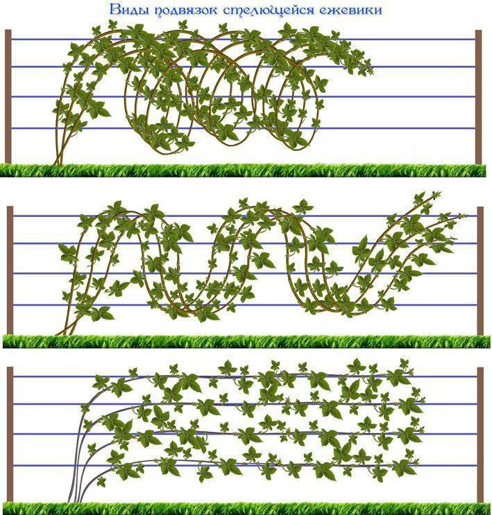 Как сажать ежевику схема