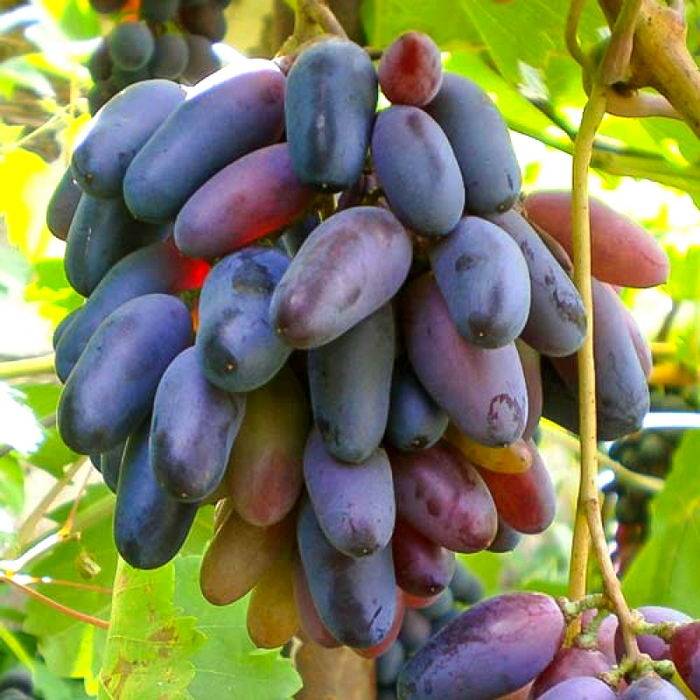 Самый изысканный среди кишмишей — виноград сорта блек фингер или чёрный палец