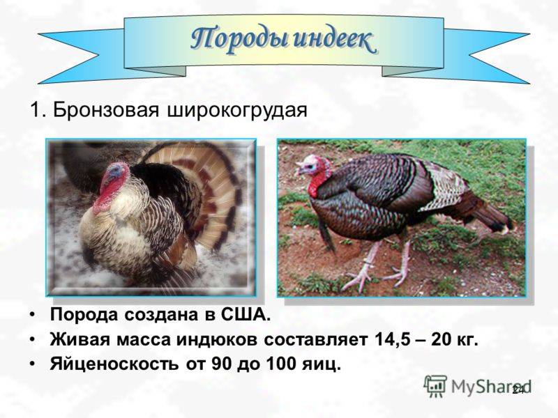 Породы индюков: лучшие для домашнего разведения, фото и описание (биг, широкогрудая, хайбрид, бронзовая), крупные, бройлерные