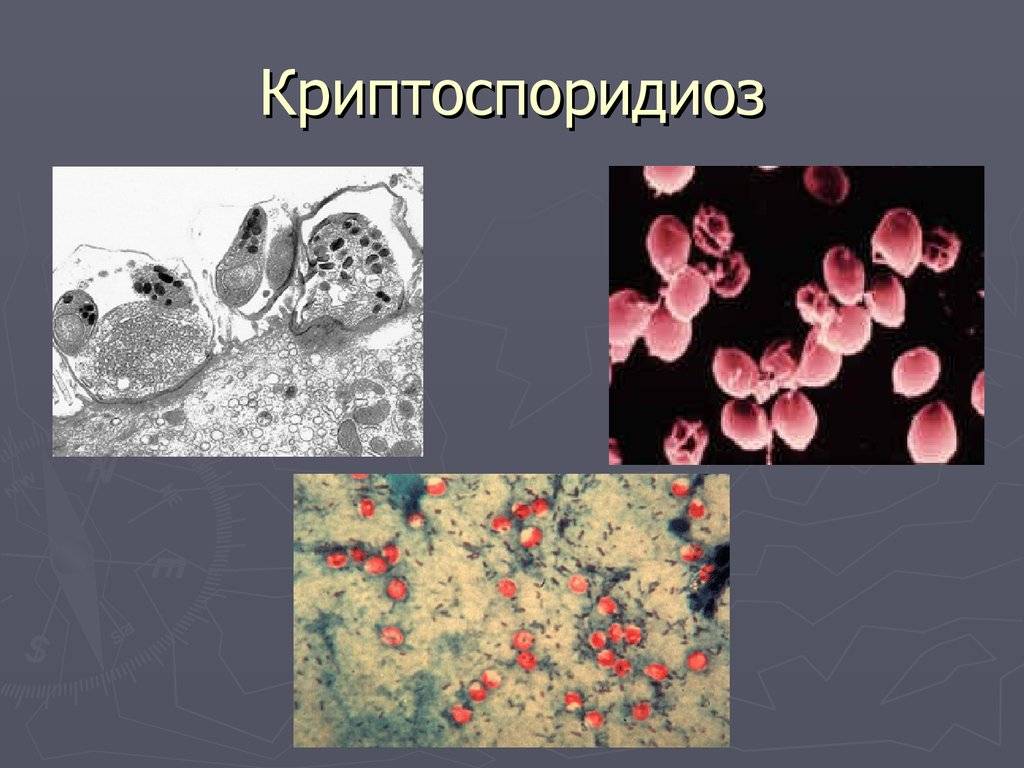 Стафилококковая инфекция у животных | beleka.by | beleka.by