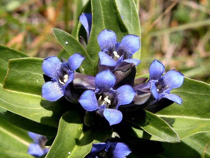 Горечавка даурская (gentiana dahurica): фото и описание, посадка и уход