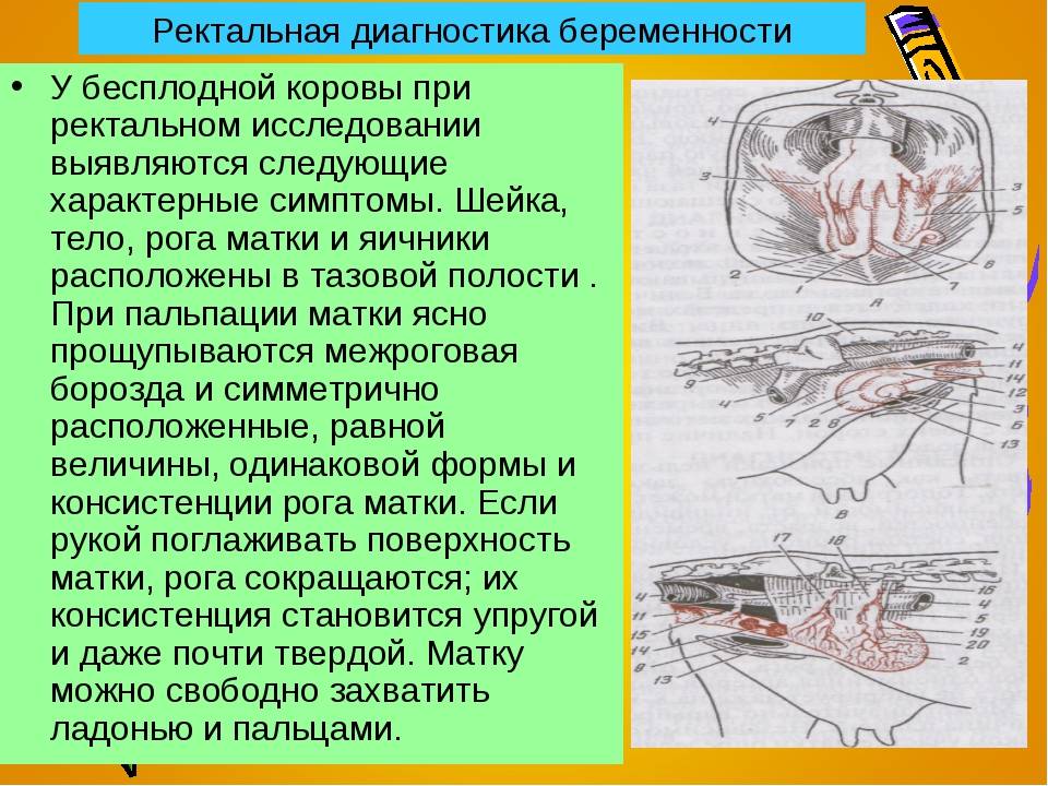 Срок беременности у коров - сколько месяцев корова вынашивает теленка