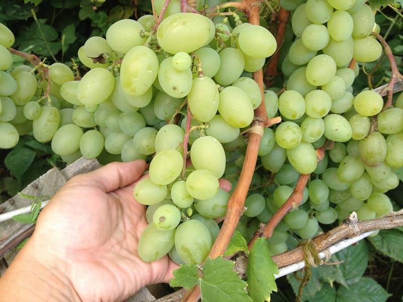 Чем интересен виноград «галахад»: описание сорта, его достоинства и недостатки. особенности посадки винограда «галахад» и уход за сортом