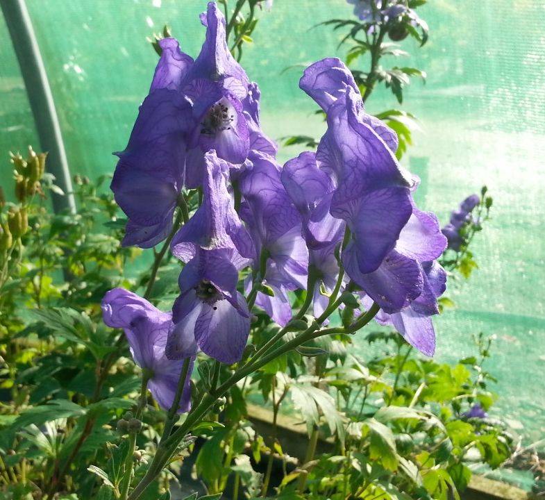 Аконит кармихеля (aconitum carmichaelii): посадка и уход, фото