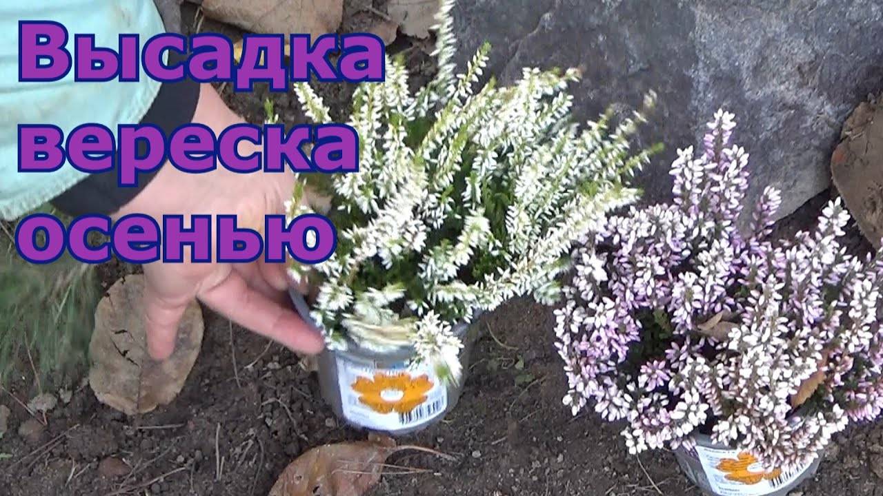 Вереск: посадка и уход в домашних условиях, можно ли выращивать как комнатное растение