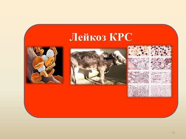 Приказ минсельхозпрода рф от 11.05.99 n 359 — редакция от 11.05.1999 — контур.норматив