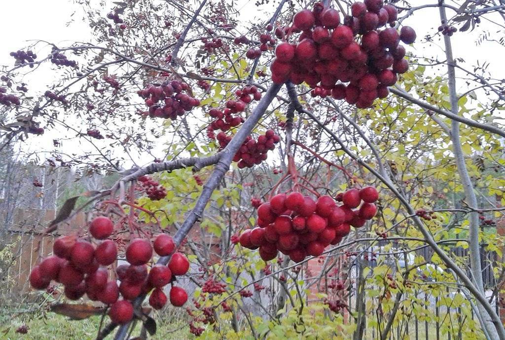 Рябина ликерная: описание сорта, фото