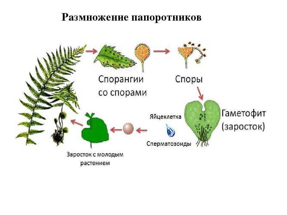 Схема размножения папоротников 6 класс биология