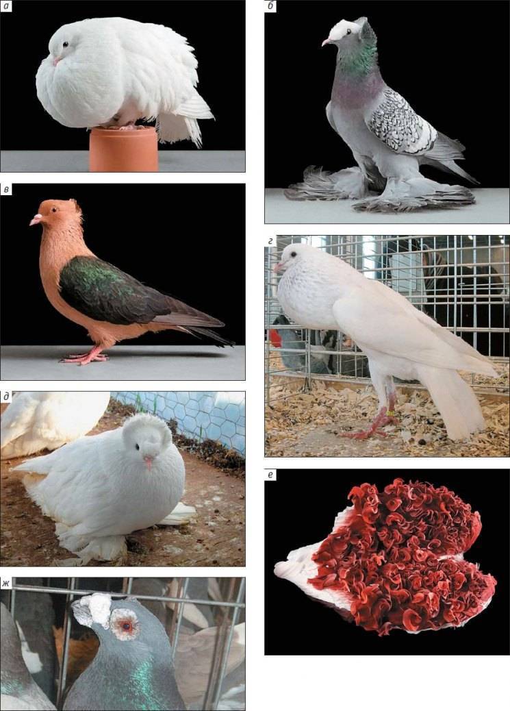 Породы голубей: характерные черты основных разновидностей птиц