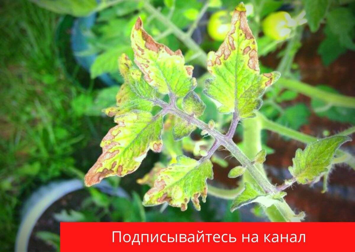 Почему желтеют листья у помидоров: что делать, причины, чем обработать и подкормить