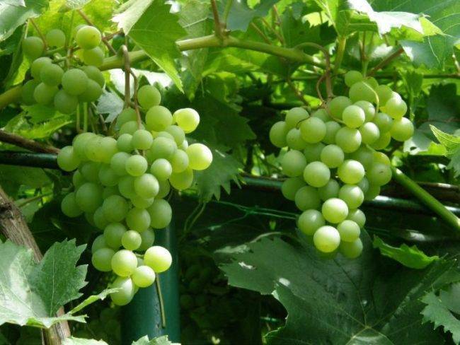Виноград галбена ноу: описание сорта и характеристики, посадка и уход, отзывы