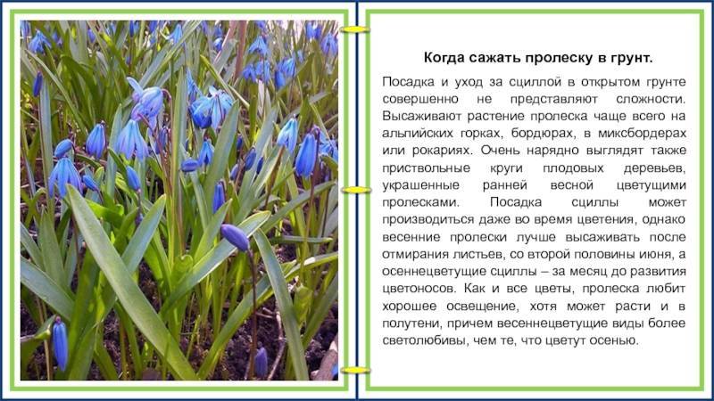 Растение пролеска / сцилла: фото, виды, выращивание, посадка и уход в открытом грунте