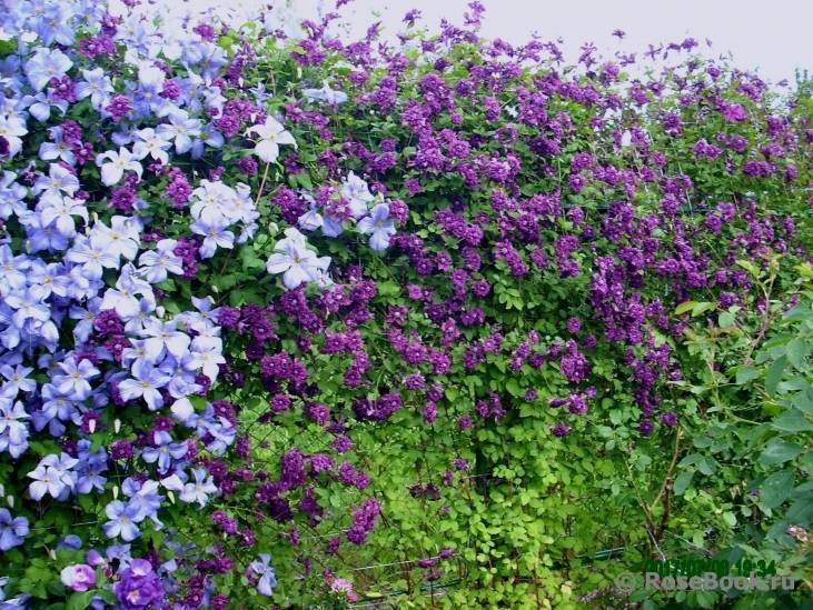 Клематис рапсодия фото и описание