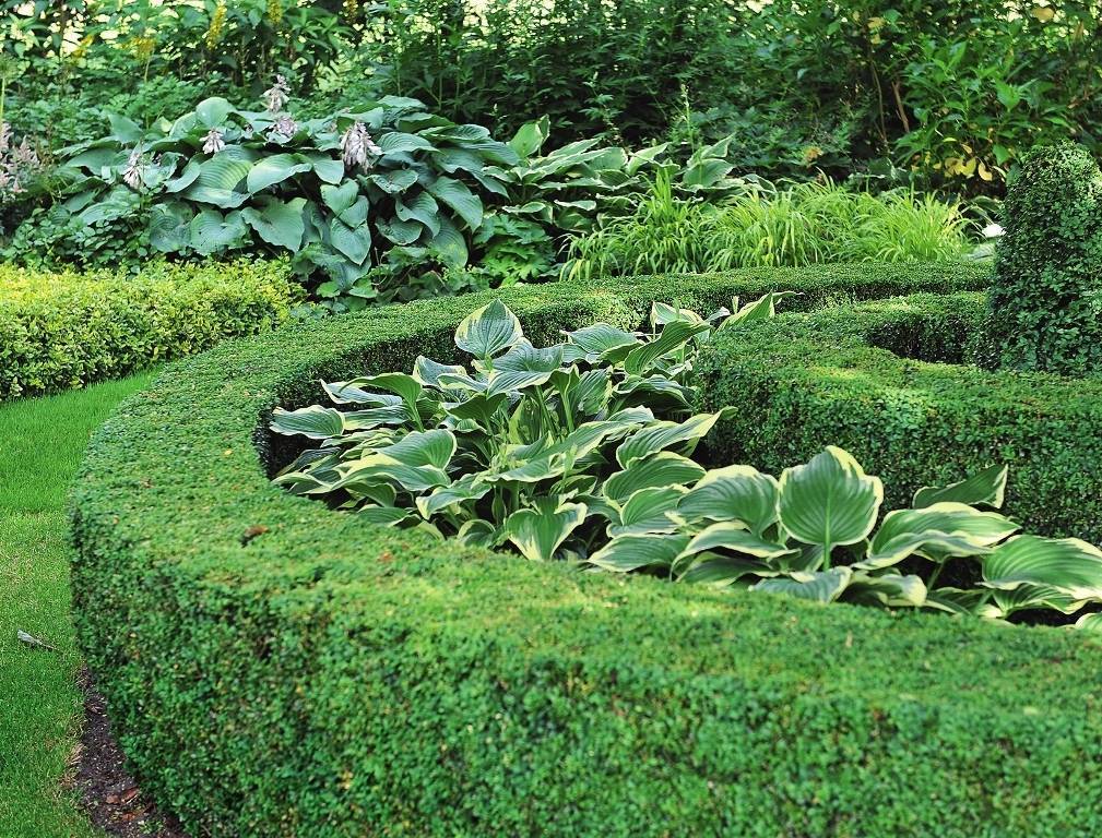 Разнообразие хост: 20 фото и описание самых красивых видов и сортов