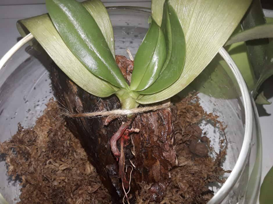 Как нарастить корни у детки орхидеи, что делать в случае их отсутствия, способы решения проблемы и правильный уход за цветком