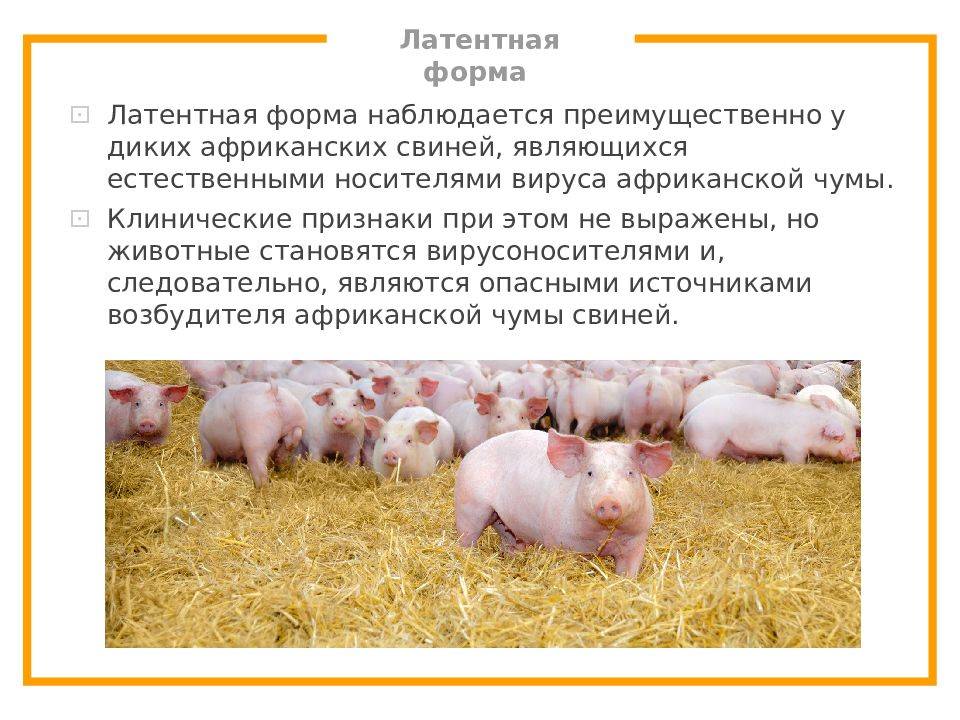 Памятка по профилактике и ликвидации африканской чумы свиней