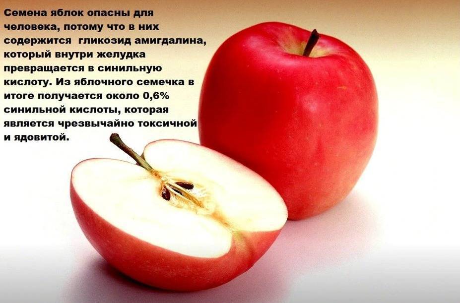 Польза и вред семечек яблок