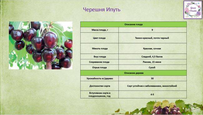 Черешня: описание 20 лучших сортов (фото & видео) +отзывы