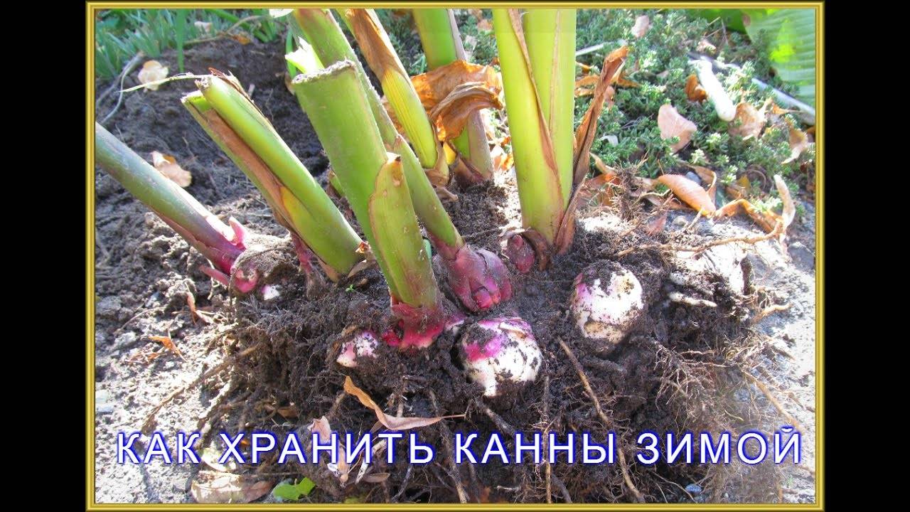 Канна: посадка и уход в открытом грунте весной