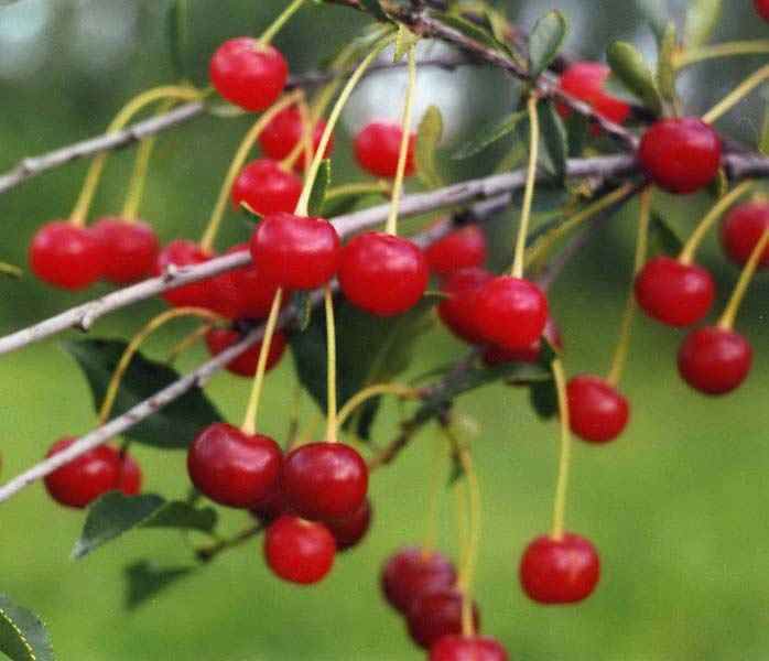 Вишня степная — уральская рубиновая, описание сорта