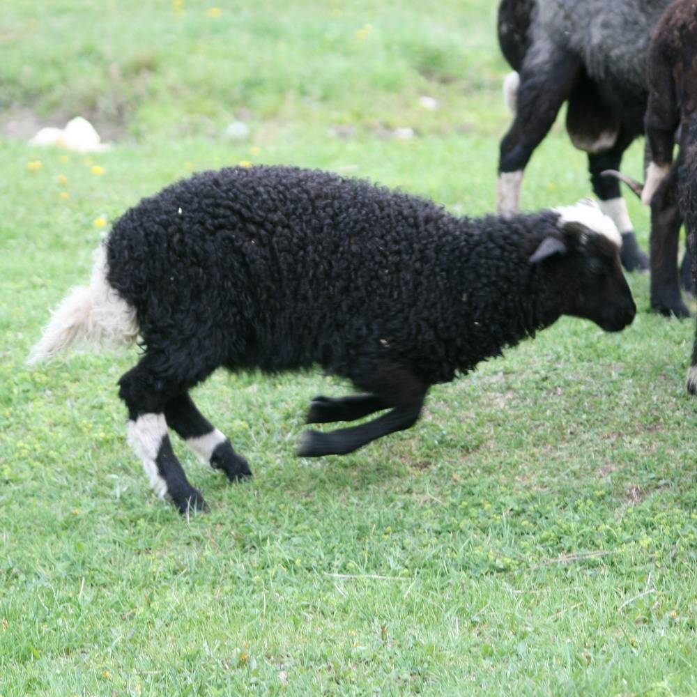 Карачаевская овца отличия карачаевской породы овец